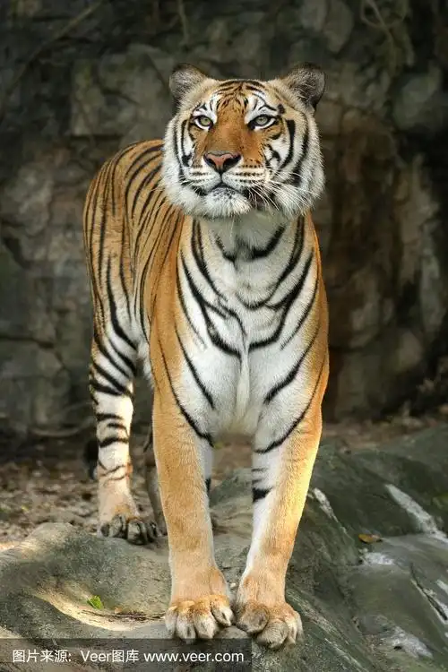 美泰虎站立展现全身和美丽的皮肤
