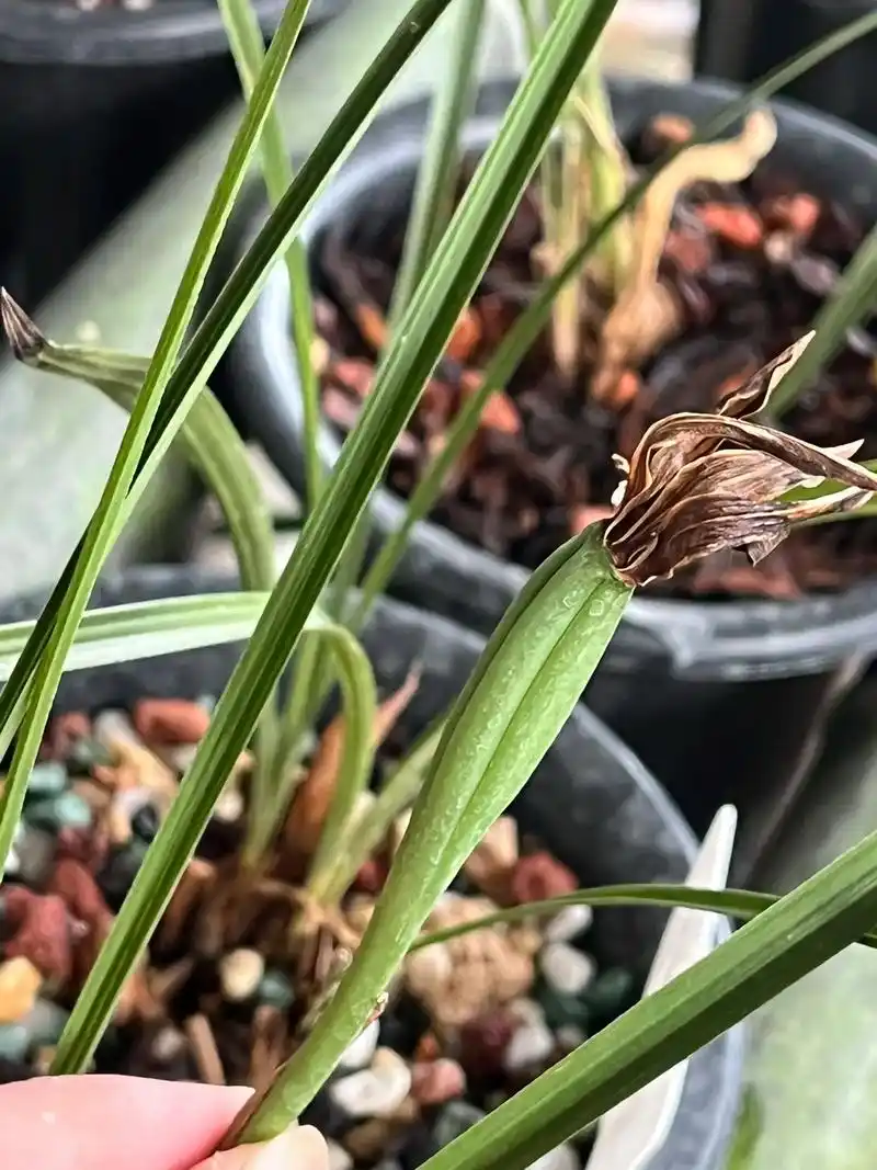 兰花种子果荚成长过程.#抖音520好礼季 #兰花 #爱兰花爱 - 抖音