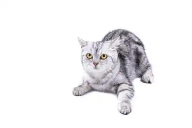 特写黑灰条纹美国短毛猫白色背景分离