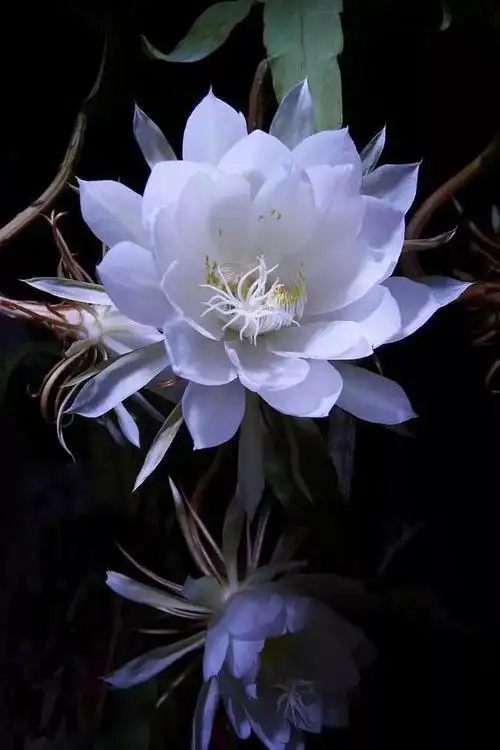 昙花之美