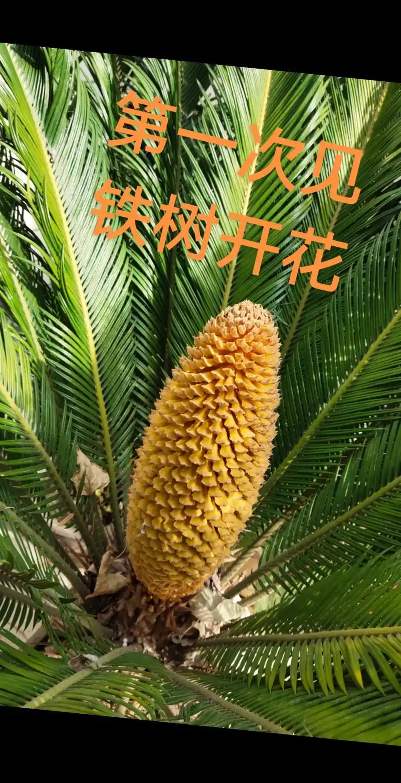 老妈养的铁树开花了,都说铁树六十年开一回花,记不清这颗铁树养 - 抖