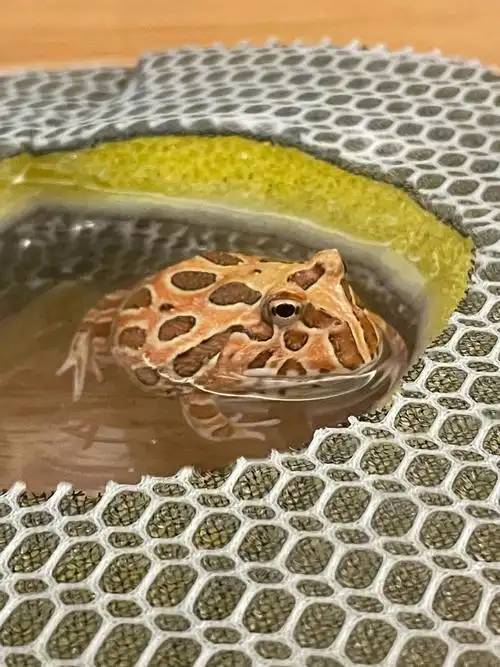 给角蛙挖个浴池09