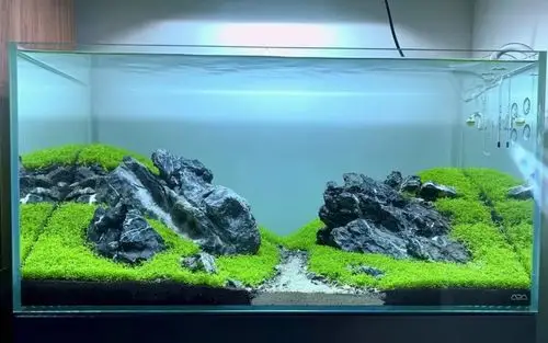 刻刻的照料,水草就用冒泡来回报↓拍照,留下美好的回忆↓岩组的造景