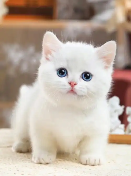 纯白矮脚曼基康矮脚猫
