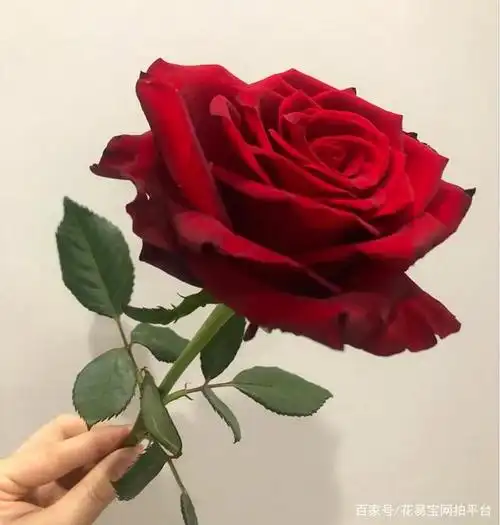 红拂:中型花苞,中间有许多褶皱,花瓣多,开放后花苞较大,缺点易黑边,货