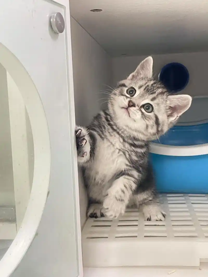 "避雷"美短75美短起司虎斑真不推荐家养.