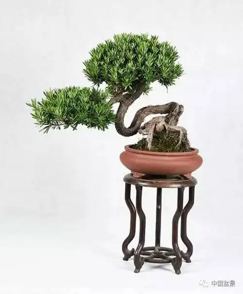 谢桂华近期罗汉松盆景欣赏