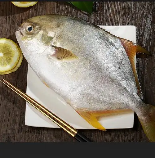 金鲳鱼横富港新鲜镜鱼海鱼鲳鱼金昌鱼平鱼海鲜水产鲜活