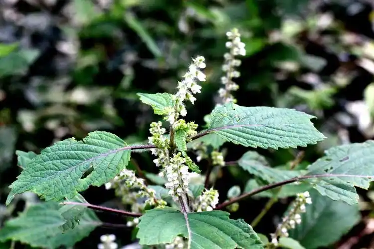 紫苏与野生紫苏唇形科紫苏属