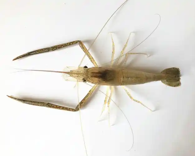 良种 良法:青虾"太湖2号"让农民养虾水更清业更兴-中国水产科学研究院