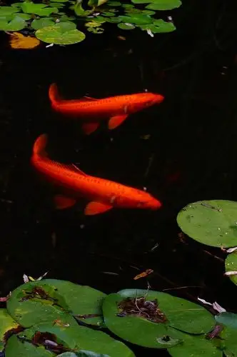 荷花池中观红鲤鱼