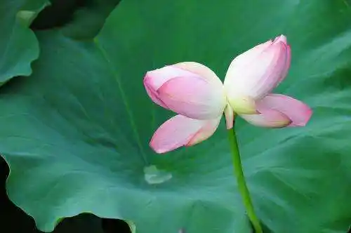 并蒂莲的象征意义(并蒂莲的寓意和象征意义)