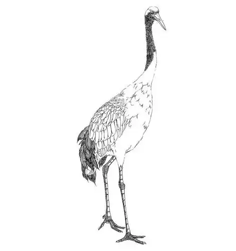 何如敛翅水边立,飞上云松栖稳枝.千姿百态白描丹顶鹤系列学习