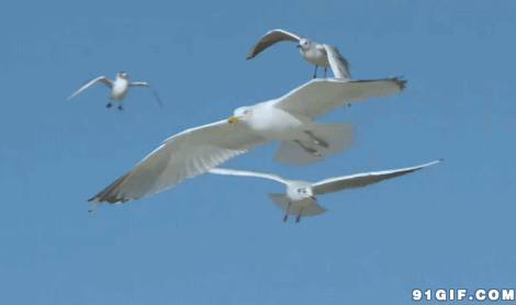 海鸥gif动物gif飞翔gif天空gif展翅gif震撼gif帅气gif
