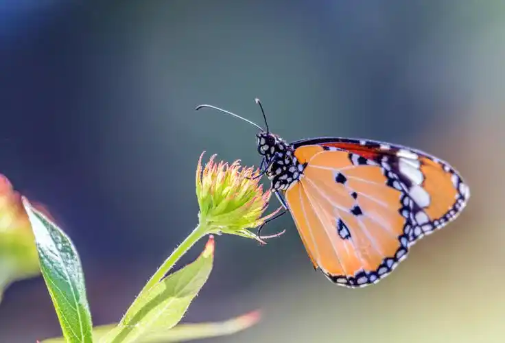 《冬季香港的蝴蝶》