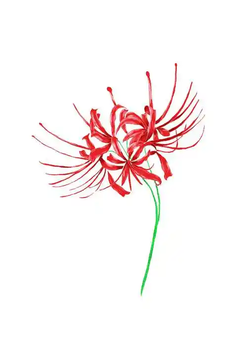 手绘曼珠沙华 - 知乎