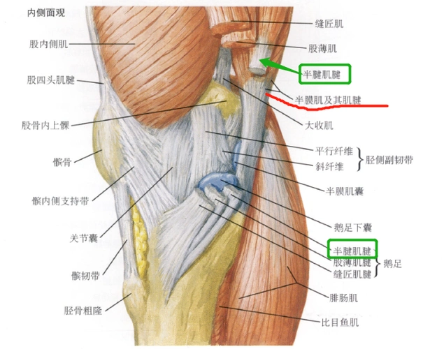 经腧: 半腱肌半膜肌