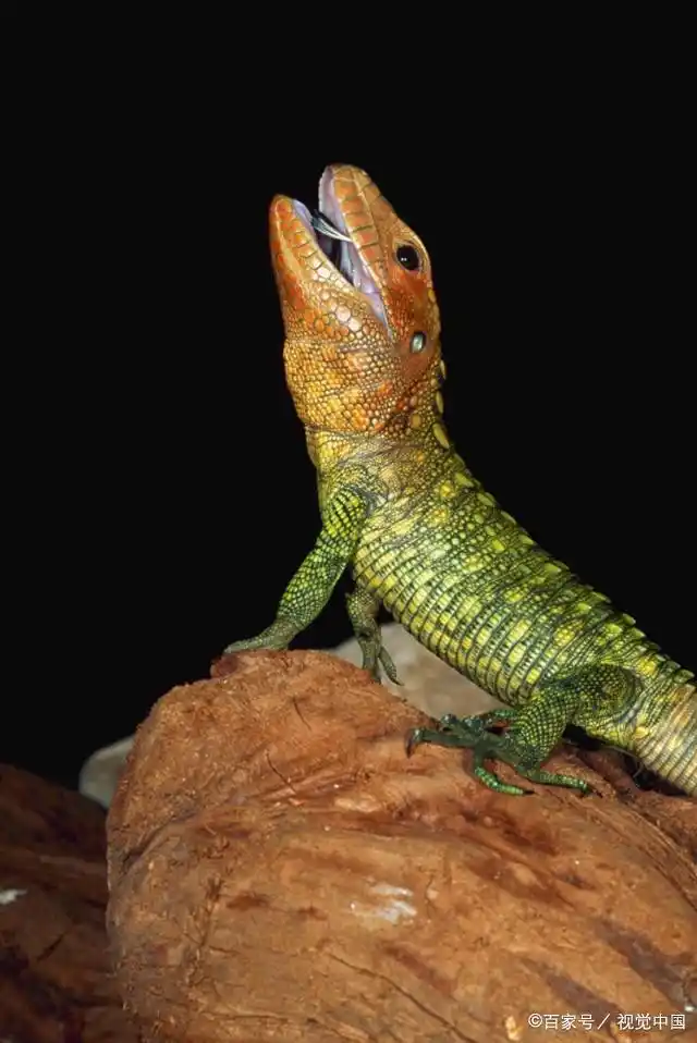 你家养的鳄蜥是长得这样么?