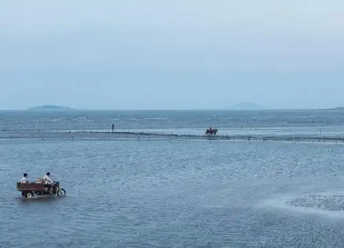 拉尼娜现象对秘鲁渔场的影响拉尼娜会导致秘鲁渔场产量如何