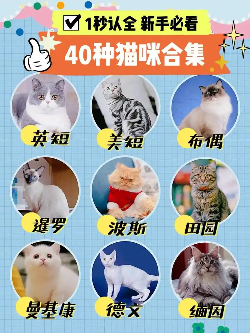新手养猫 | 40种猫咪品种及价格大盘点.想买猫,却不知道基 - 抖音