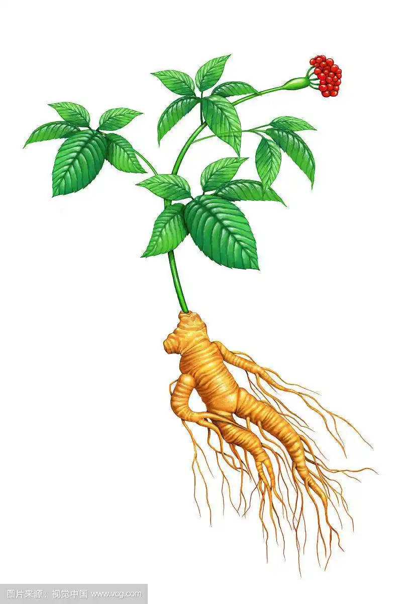 插画,中药,人参