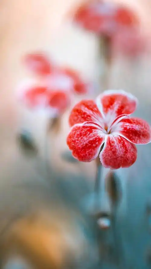 小清新花朵意境唯美图片,意境花图片小清新图片(小清新唯美小花儿高清