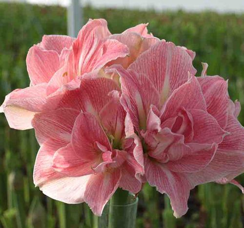 现货 可爱妮芙/可爱仙女 进口朱顶红 荷兰花园艺 满268元送盲盒