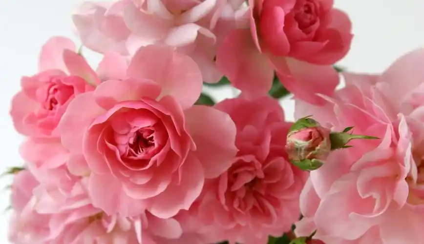 3种花很漂亮,好养易活有香味,一年四季开花不断,越养越上瘾