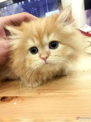 加菲猫小时候的萌照