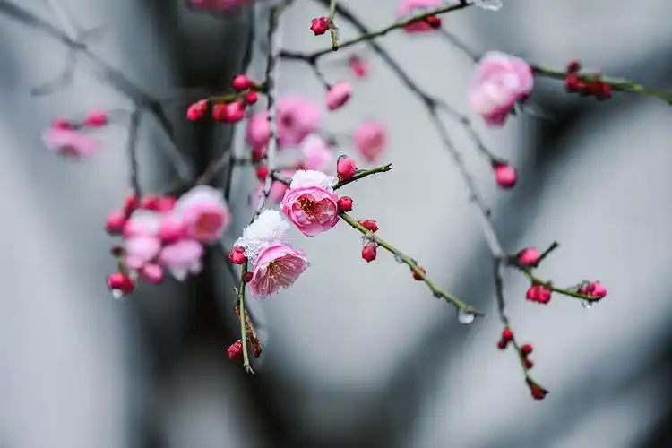 湖北南漳:雪中梅花凌寒开