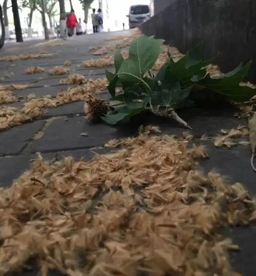 漫天飞舞的杨絮怪我们能靠吃来解决它吗