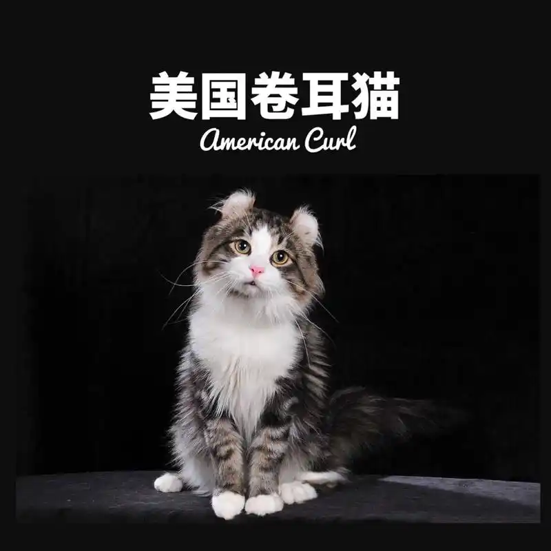 【美国卷耳猫】 07 美国卷耳猫american curl cats是一种拥有向后