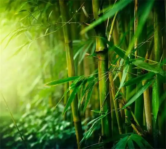 当代著名画家金晓海笔下的竹千姿百态禅意十足