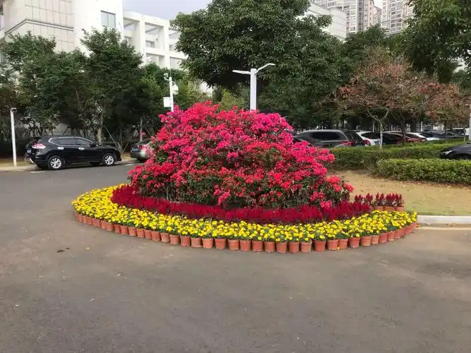 海口市公共绿化管理所喜迎2020年元旦省委和省政府摆花工作