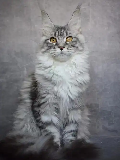 缅因猫  #缅因猫舍  #缅因库恩猫  #银虎斑缅因猫