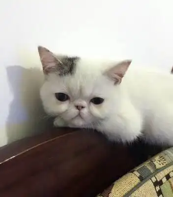 出售净梵加菲猫一只