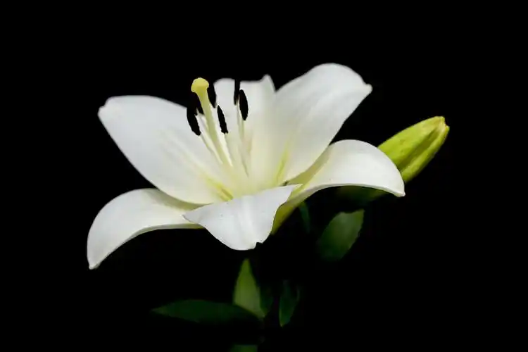 醉美百合花,文瀛公园随拍