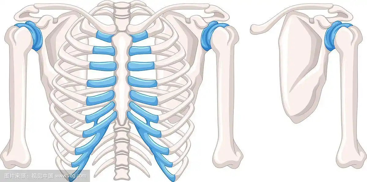 肩部骨骼图