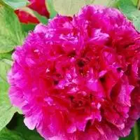 花开头像 花开富贵头像_微信头像图片大全