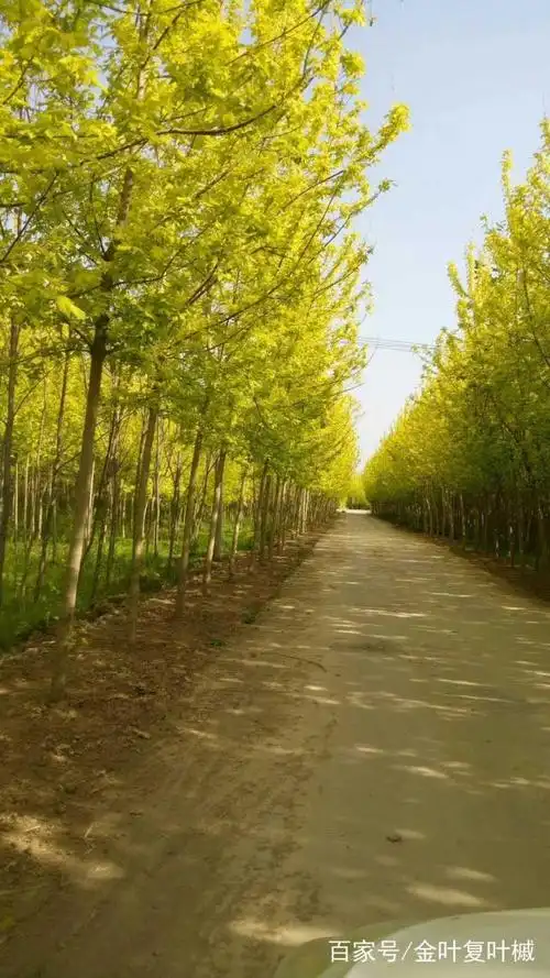 金叶复叶槭行道树