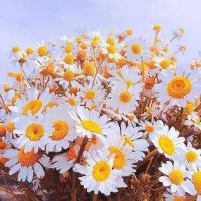 十分好看且有意境的小雏菊清新头像