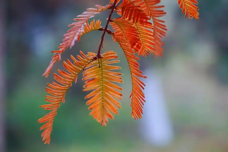 从来没有如此认真地欣赏水杉叶子的美呀!