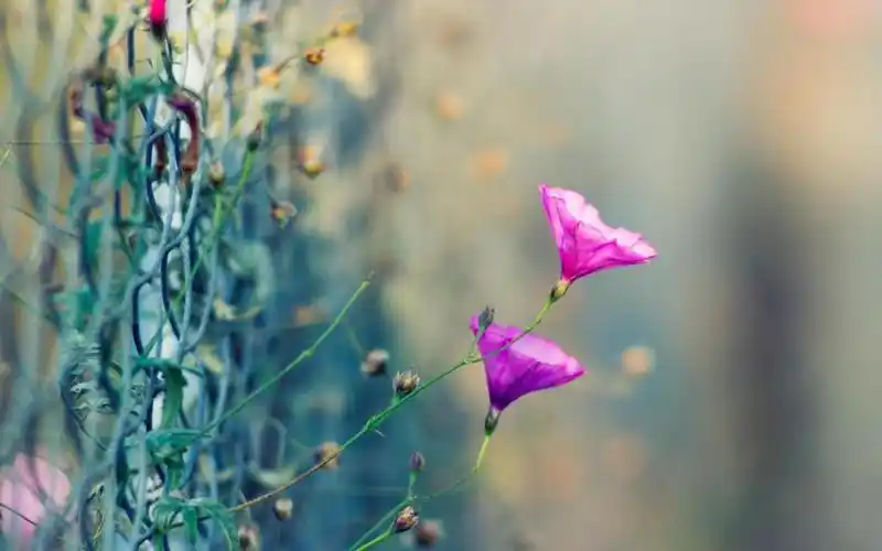 摄影下清新唯美的养眼花卉,高清图片,植物壁纸-回车桌面