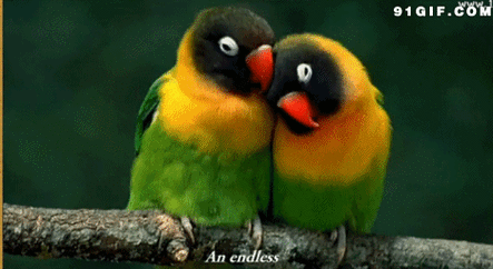 门票免费送晋江也有动物园了超级可爱的羊驼军团来啦六一去哪攻略