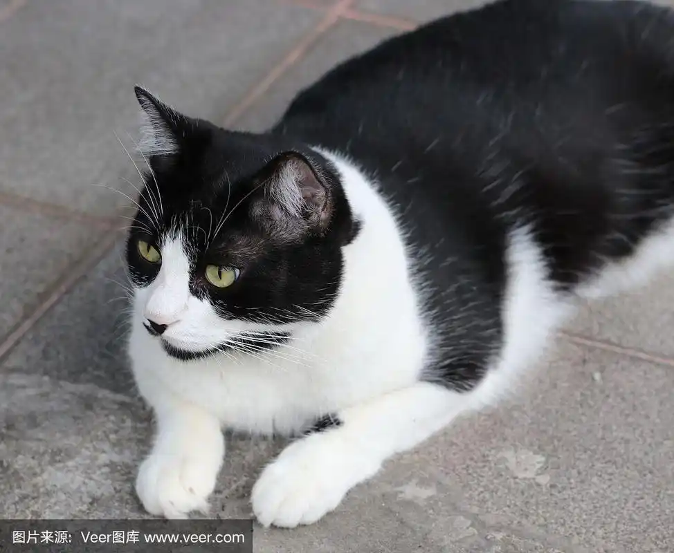 黑白猫,宠物,可爱的,黑白图片,巴西