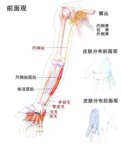 精进专题神经篇——尺神经