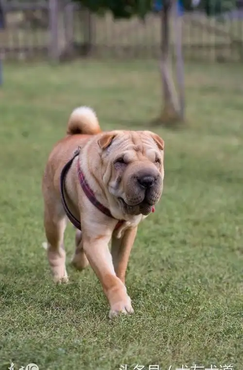请珍惜中国古老独特犬种——沙皮犬