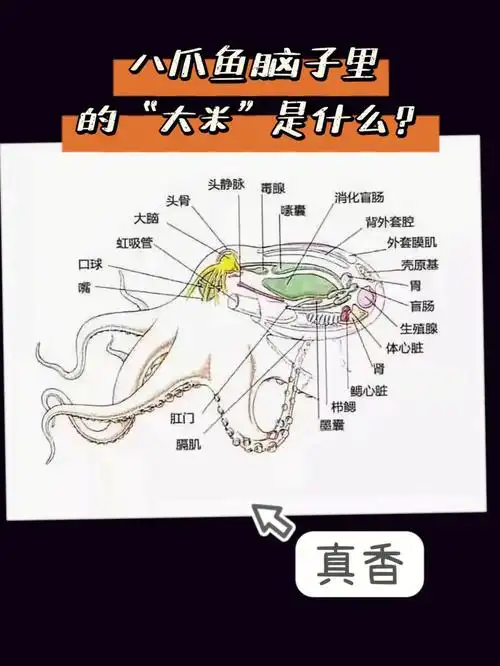 我们一起猎奇吧!有没有吃过"大米"的人,好吃吗97?