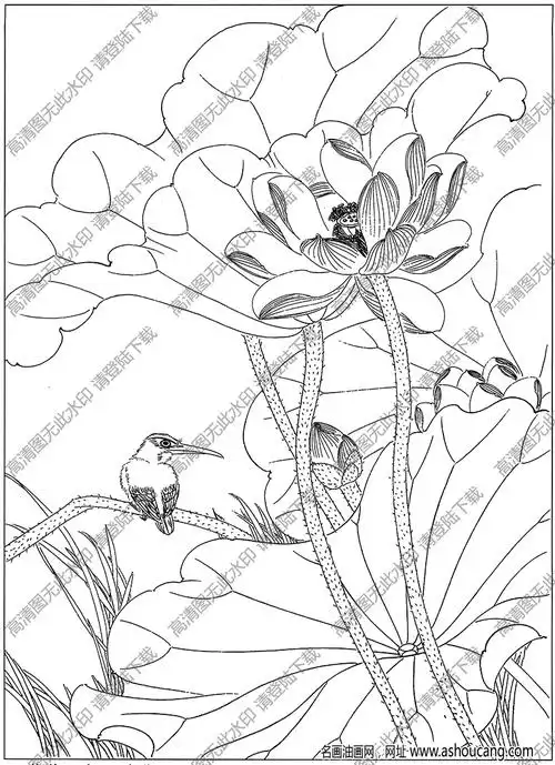 荷花白描图片8高清下载