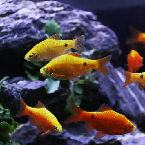 小型观赏鱼金元宝鱼不加温鱼闯新缸手鱼玫瑰鲫鱼耐低温小型草缸鱼